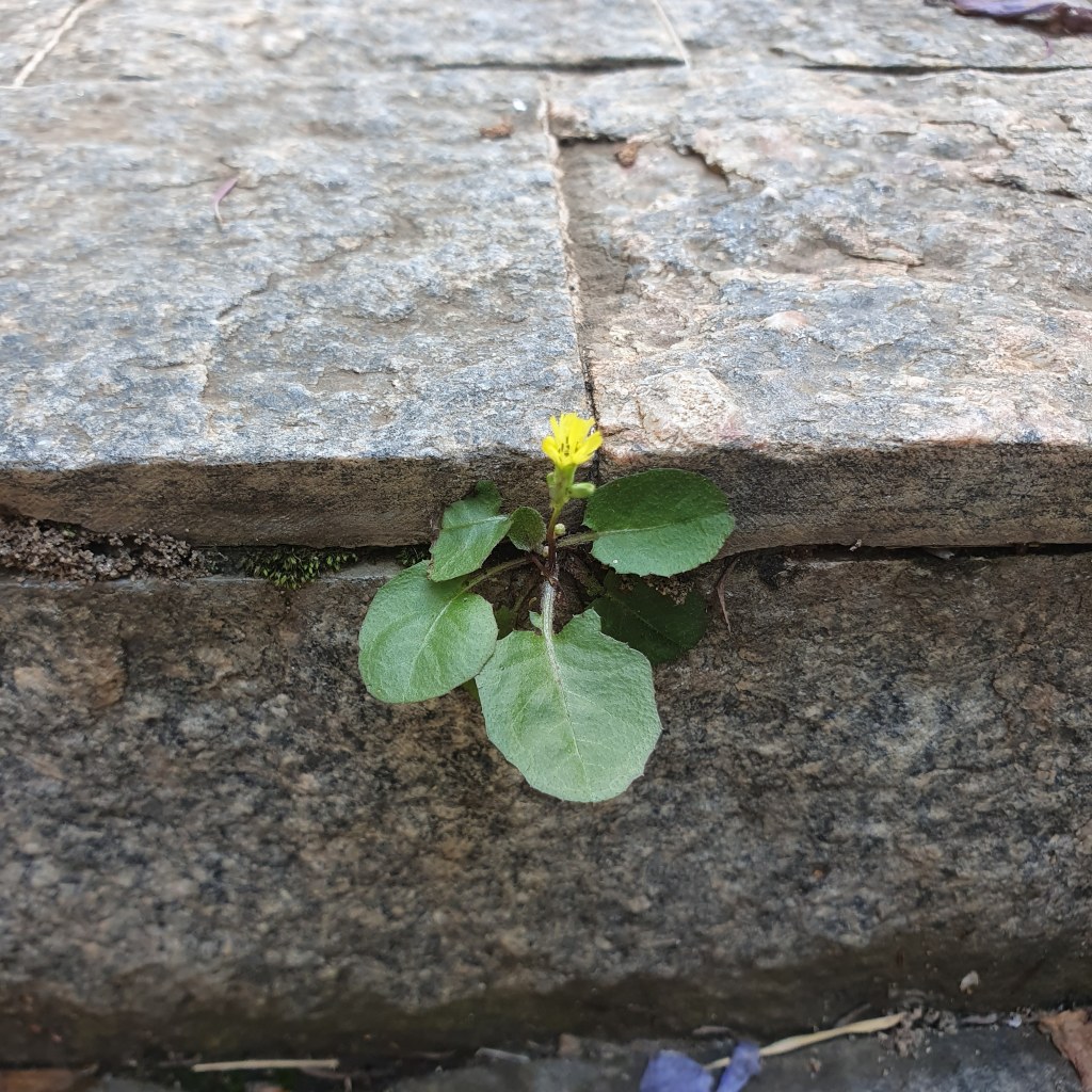 O Legado da Covid&nbsp;19